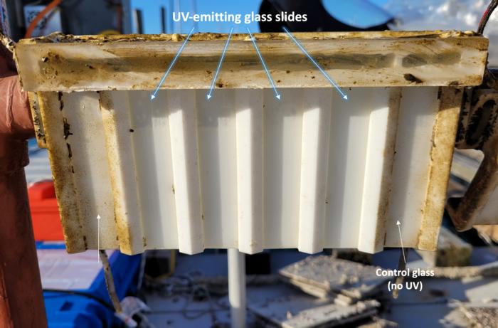 Biofilm growth on glass