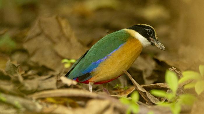 UNM scientists find blue light makes buildings more deadly to migrating birds