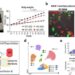 TM4SF19 mechanism regulating inflammatory response within adipose tissue