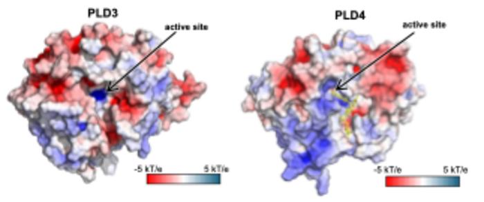 “Unheard of in structural biology”: New enzyme models reveal disease insights