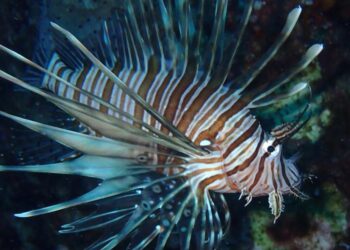 Lionfish (Pterois miles) photographed in Greece.
