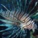 Lionfish (Pterois miles) photographed in Greece.