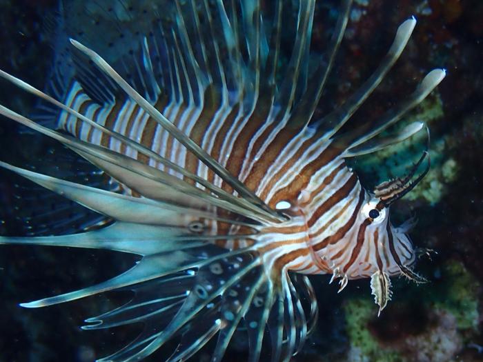 Lionfish (Pterois miles) photographed in Greece.