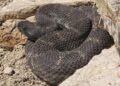 Effects of relational and instrumental messaging on human perception of rattlesnakes
