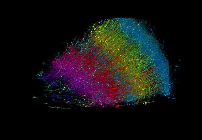 A fragment of human brain, mapped