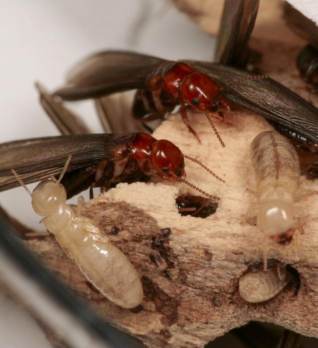 A greener, more effective way to kill termites