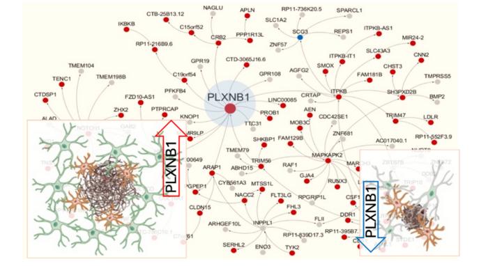 Altering cellular interactions around amyloid plaques may offer novel Alzheimer’s treatment strategies