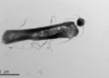 Electron microscopy showing the parasitic Ca. Nha. antarcticus: the small circular shape, attached to its host, Hrr. lacusprofundi. Image Credit: Joshua N Hamm