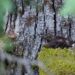 Marbled murrelet, photo by Brett Lovelace