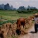 A rice field and farmer in China