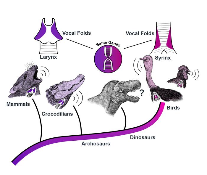 Birdsong and human voice built from same genetic blueprint