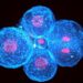 Cell contraction drive the initial shaping of human embryos