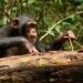 Chimps learn and improve tool-using skills even as adults