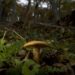 An ectomycorrhizal mushroom on the forest floor in Patagonia