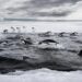 Adelie Penguins