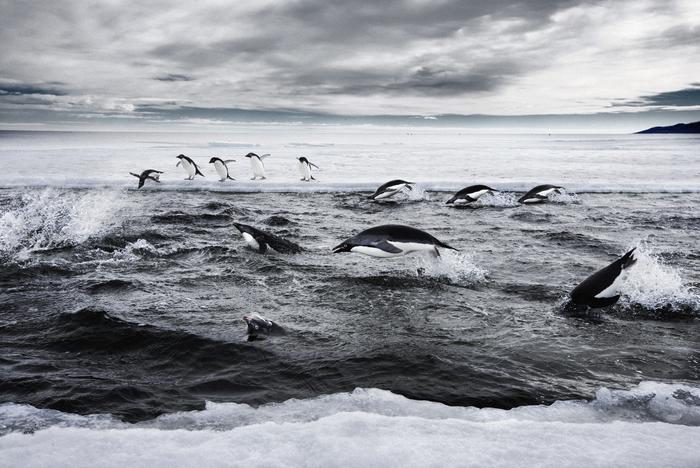 Adelie Penguins