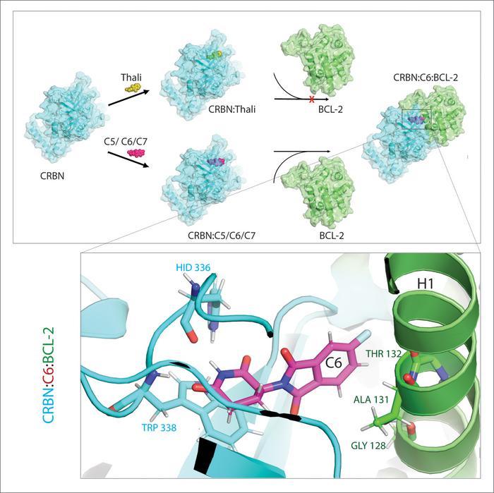 Derivatives of the thalidomide compound drive resistant cancer cells to their deaths