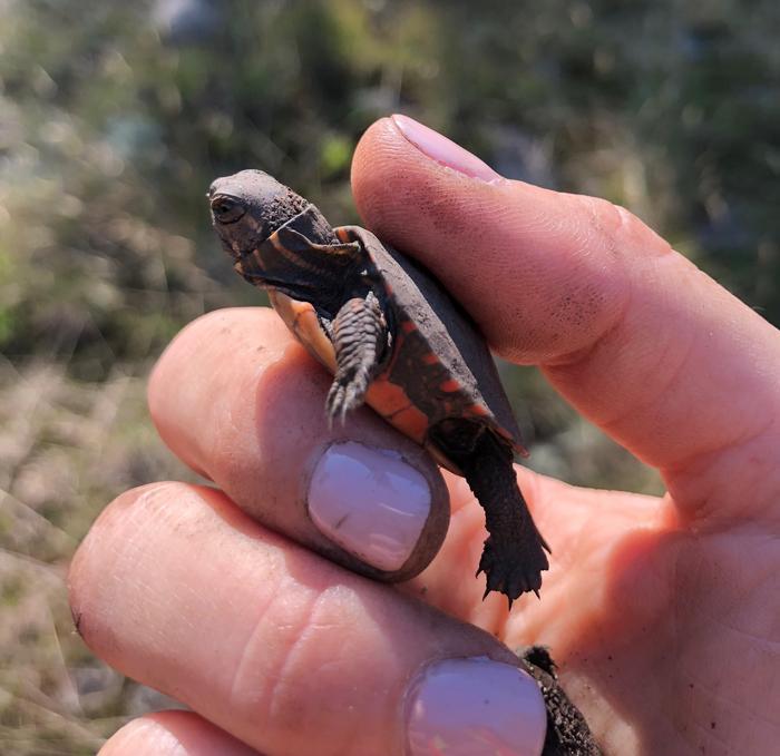 Designing a better nest to help endangered turtles