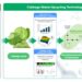 Schematic diagram of cabbage waste upcycling technology