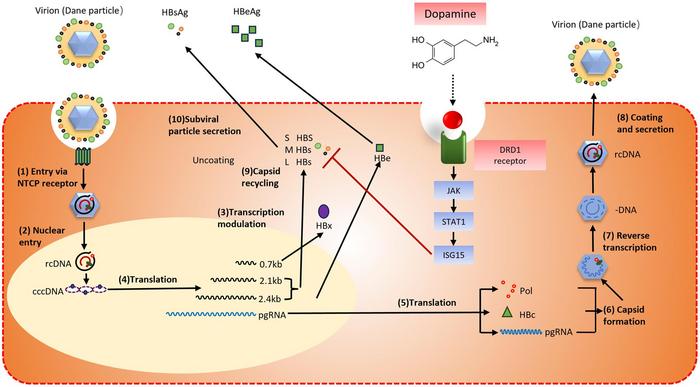 Dopamine Inhibits the Expression of Hepatitis B Virus Surface and e Antigens by Activating the JAK/STAT Pathway and Upregulating Interferon-stimulated Gene 15 Expression