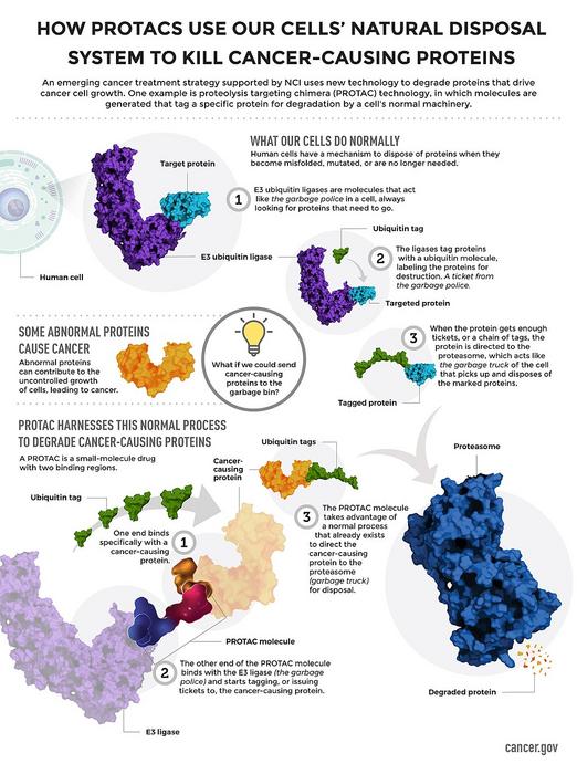 Engineered DNA ‘warhead’ targets a common cancer mutation