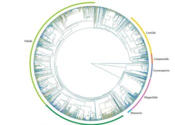 Phylogenetic tree of wood density for 2,621 species investigated in this study
