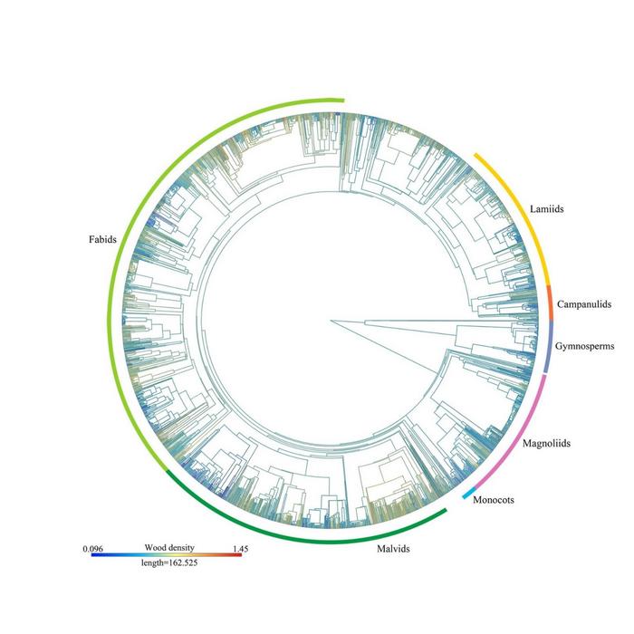 Evolutionary history shapes variation of wood density