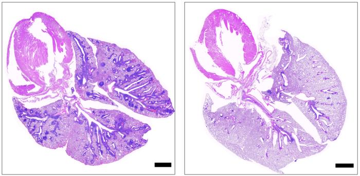 APS-1 mouse lung sections