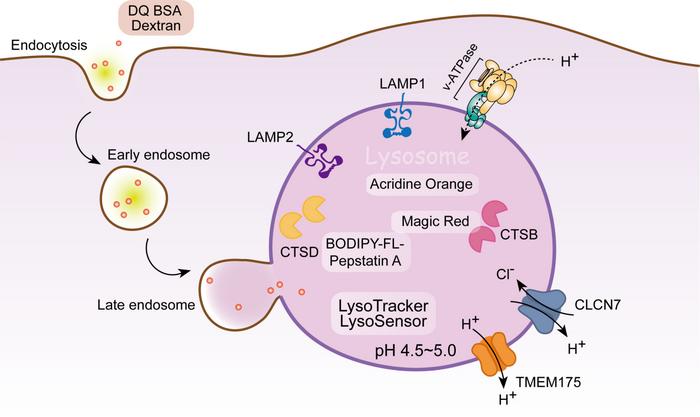 Commonly  used  fluorescent  dyes  and  protein  markers  for  lysosomes.