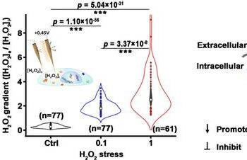 Exploring the effect of H2O2 eustress at single-cell level using hopping probe scanning ion conductance microscopy