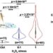 Exploring the effect of H2O2 eustress at single-cell level using hopping probe scanning ion conductance microscopy