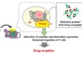 Elucidating the role of the human leukocyte antigen (HLA) proteins in drug eruptions