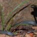 Naja nigriciollis (black-necked spitting cobra)