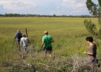 Investigating the Vital Role of Microbes in Coastal Plant Health