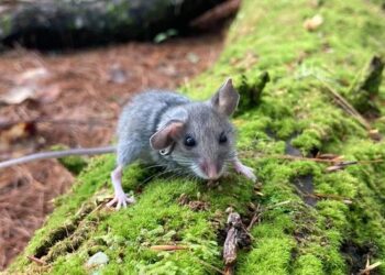 Small-mammal-study-news-feature