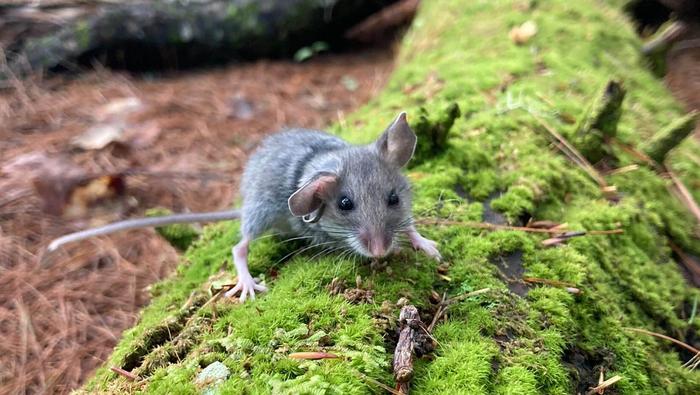 Furry thieves are running loose in a Maine forest, UMaine research shows