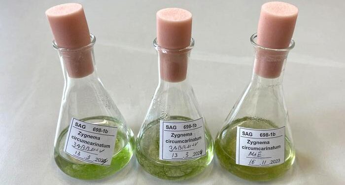 Liquid samples of different Zygnema circumcarinatum cell cultures