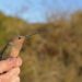 Southern Giant Hummingbird