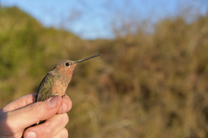 Southern Giant Hummingbird