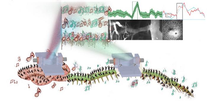 Illuminating neuro-vascular dynamics throughout the body: 3D-printed implants and bioluminescence duet shed light on brain–spinal interactions