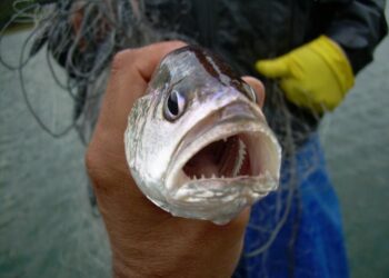 In a reservoir in Southeast Brazil, introduction of a fish native to the Amazon has reduced native species diversity