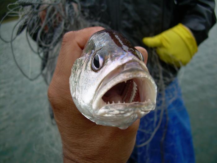 In a reservoir in Southeast Brazil, introduction of a fish native to the Amazon has reduced native species diversity