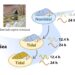 Examining activity and transcriptome rhythms of snails from both tidal and nontidal populations