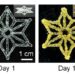 Marriage of synthetic biology and 3D printing produces programmable living materials