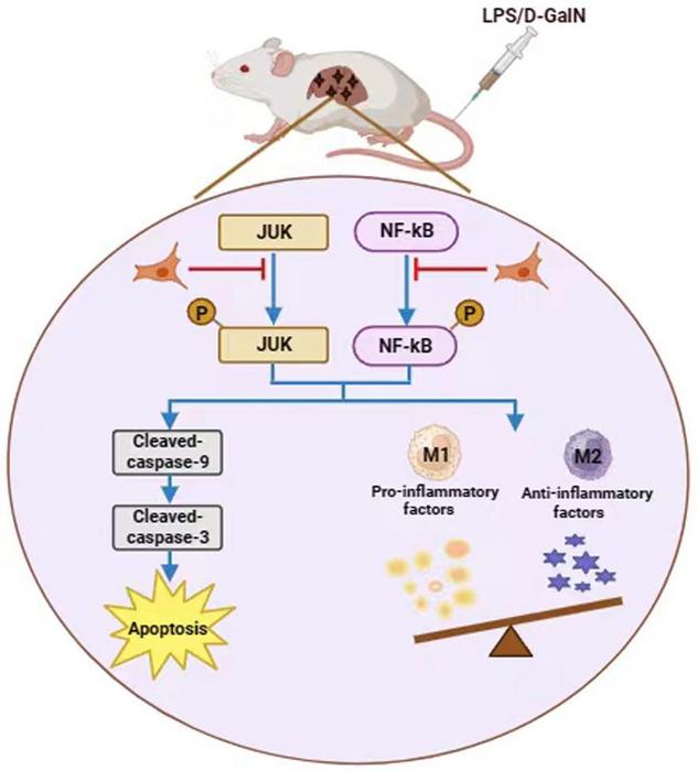 Mesenchymal Stem Cells Alleviate Acute Liver Failure through Regulating Hepatocyte Apoptosis and Macrophage Polarization