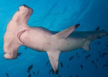 Scalloped_Hammerhead_Shark_Sphyrna_Lewini