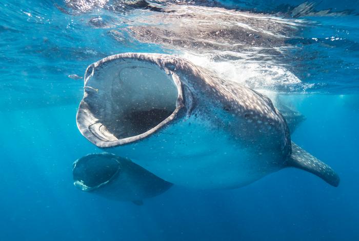 Most dangerous areas for whale shark-shipping vessel collisions revealed