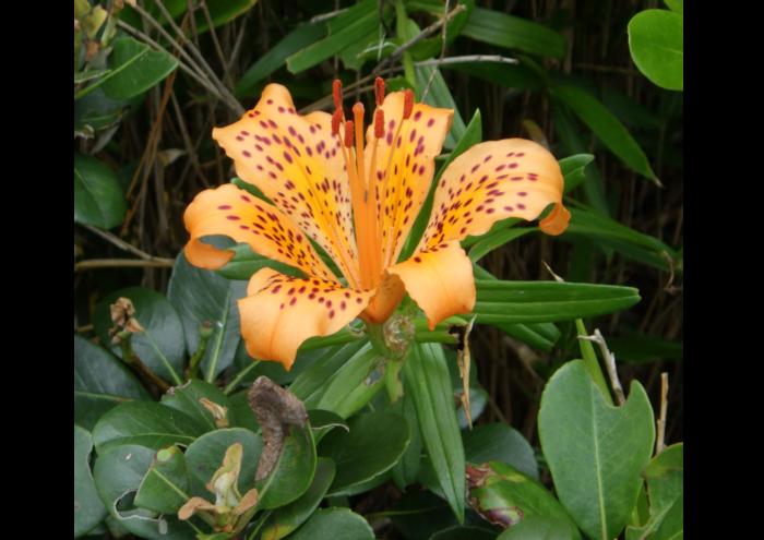 New Japanese lily species identified, 1st addition to sukashiyuri group in 110 years