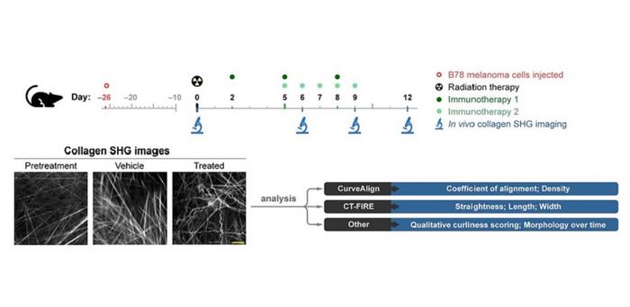 Imaging during immunotherapy treatment reveals changes in collagen.