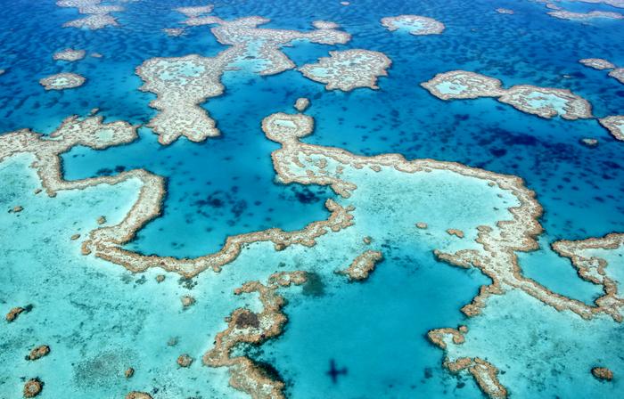 New coral disease forecasting system led by University of Hawai’i team